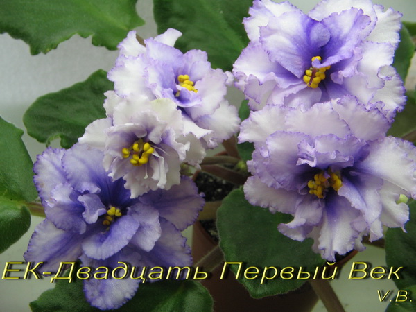 ЕК-21 Век.jpg