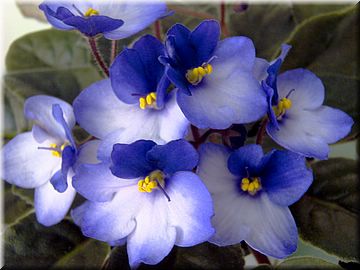 violet-nju-spb.narod.ru.jpg