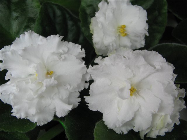 ЕК-Белая Королева.jpg
