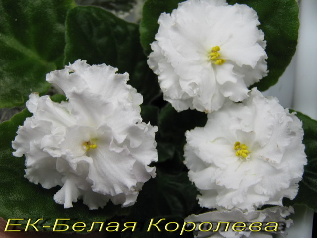 ЕК-Белая Королева1.jpg