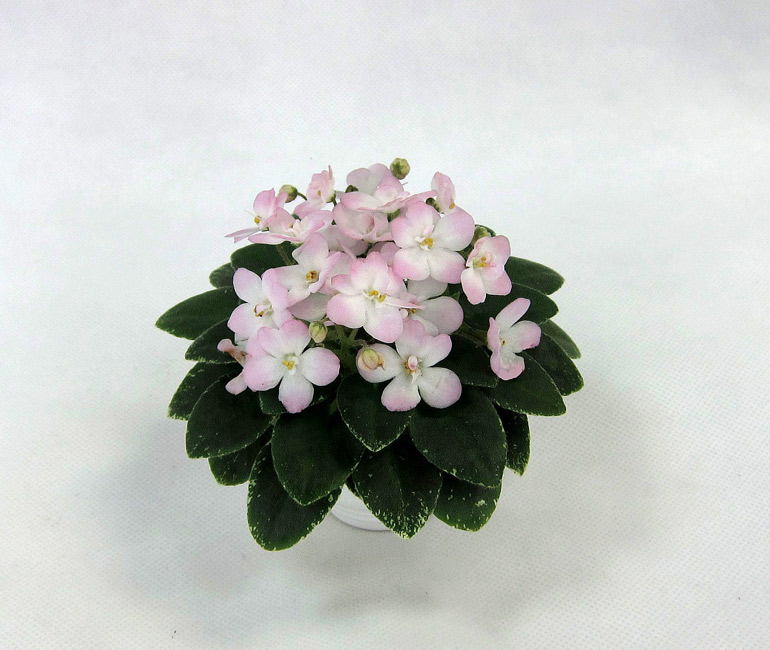Shirl's Touch o' Pink.jpg