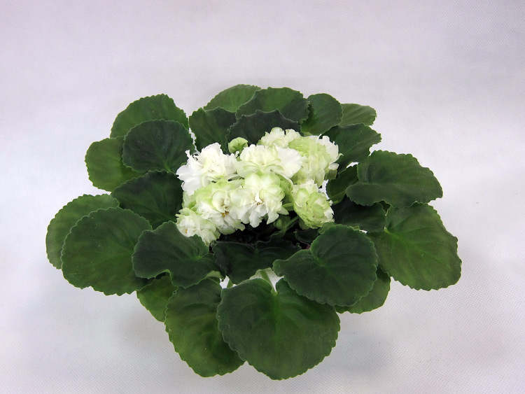 Spring-Rose.jpg