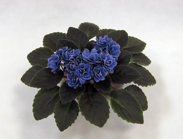 Ness'-Crinkle-Blue.jpg