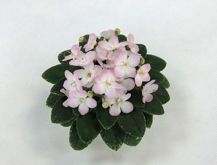 Shirl's-Touch-o'Pink.jpg