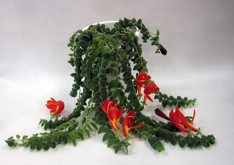 Gloriosa.jpg