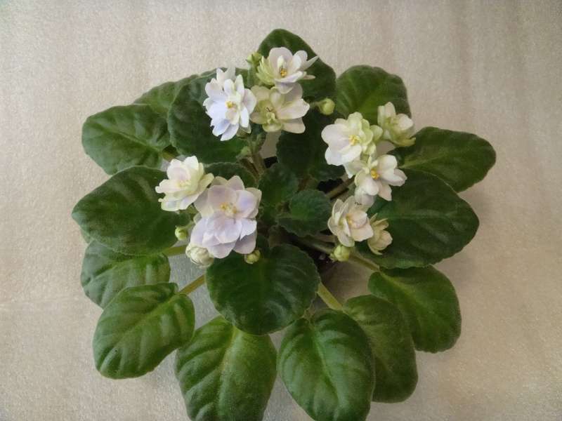 ЛЕ-Купава.jpg