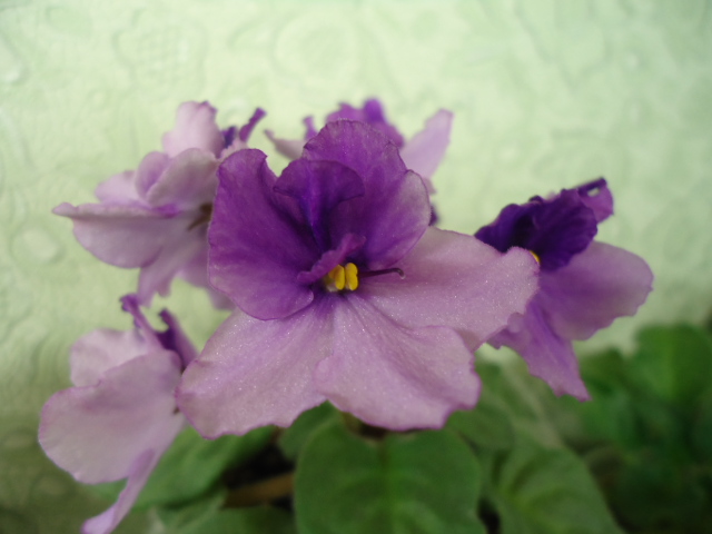 DSC01410.JPG