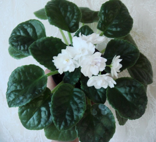 DSC07951.JPG