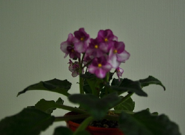 DSC_0624.JPG