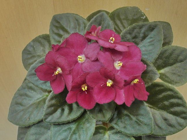 лаки.JPG