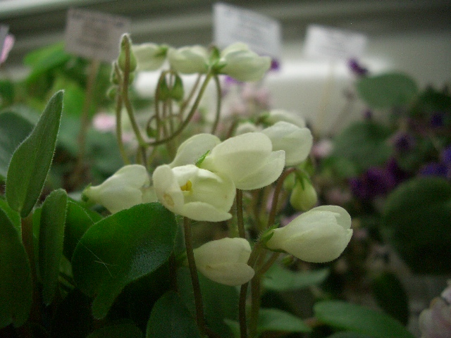 Chantaspring колл.Титовская.JPG
