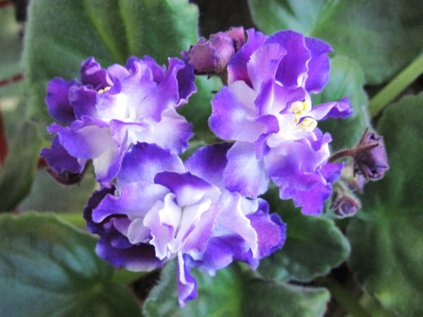 IMG_1282.JPG
