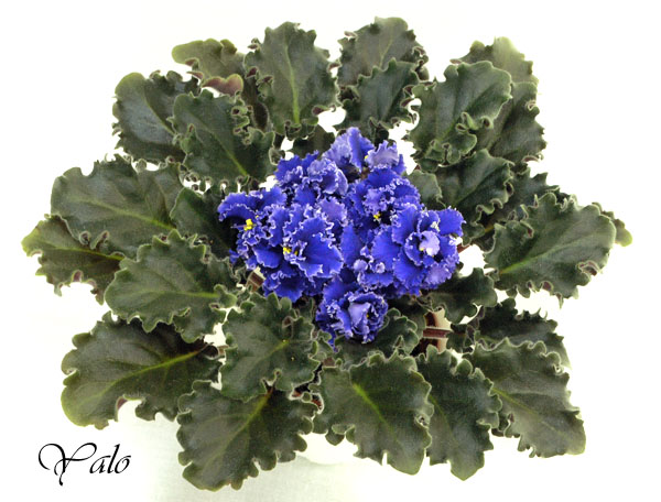 2 место - Blueberry Mint (S. Sorano), колл. Л. Тельных