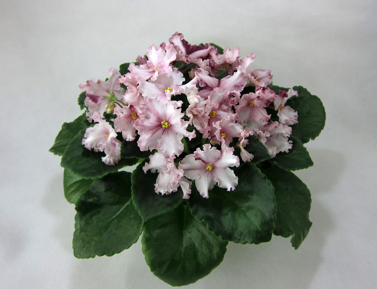 ЛЕ-Веснянка.jpg