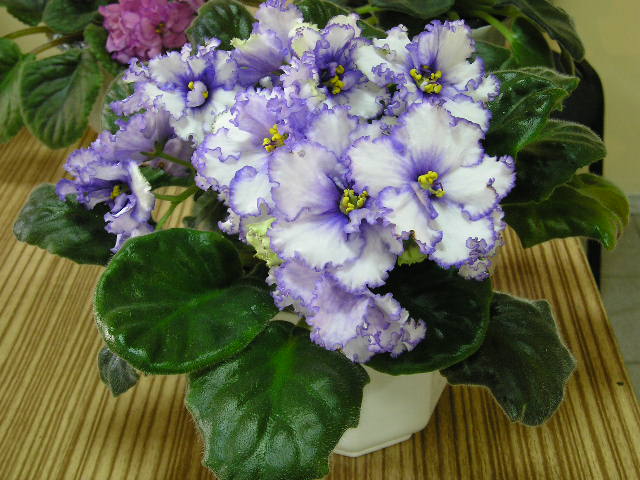 P1010069.JPG