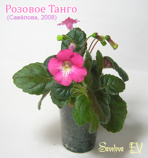 Розовое-Танго-470pi.jpg
