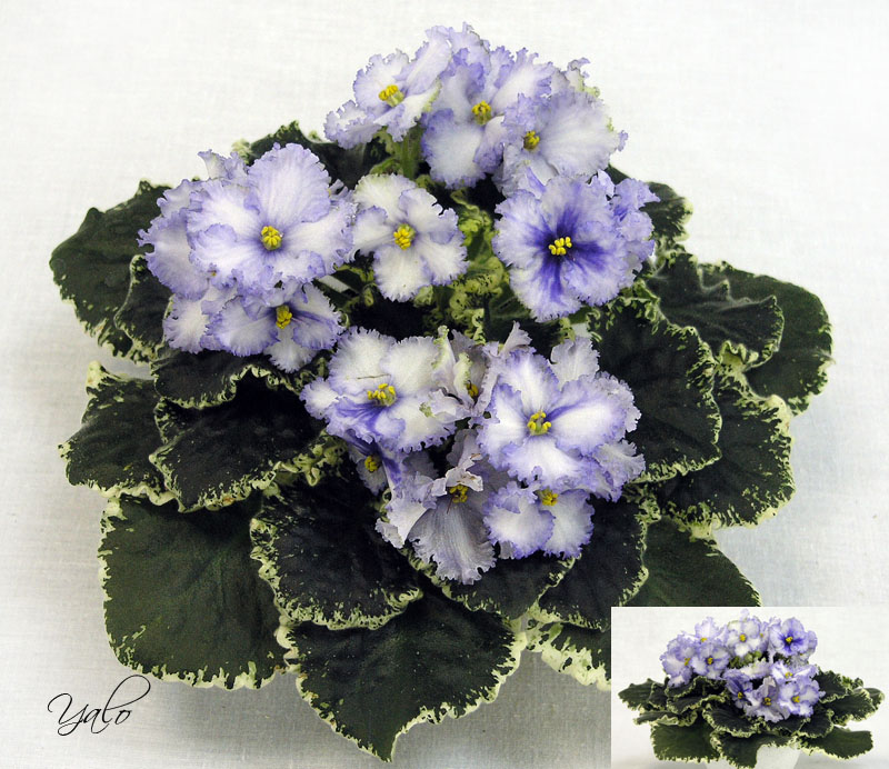3 место – Lavender Swirls, колл. А. Кочеткова