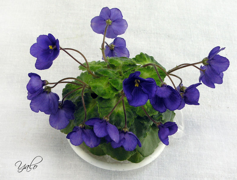 2 место – Painted Silk (J/ Stokes), колл. Н. Романцевич