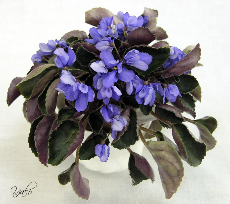 2 место – Senk's Blue Cascade (R. Follett/D. Senk), колл. А. Патянина