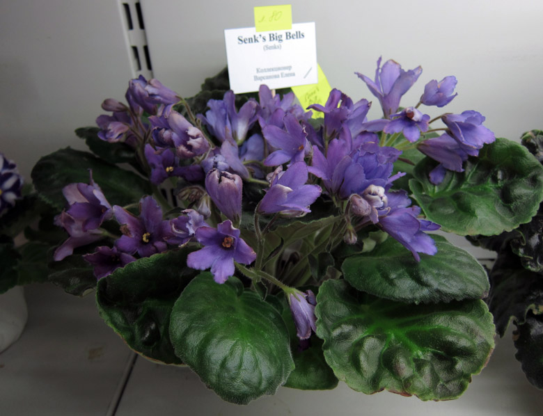 Senk's-Big-Bells.jpg