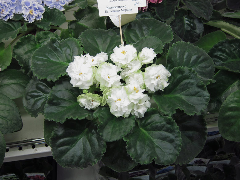 Spring-Rose.jpg