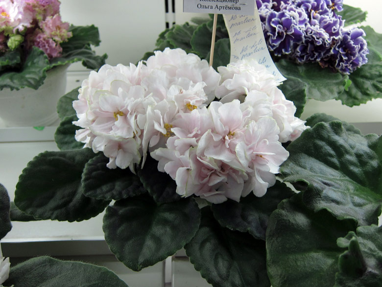 ЛЕ-Lili-Marlen-(Ар).jpg