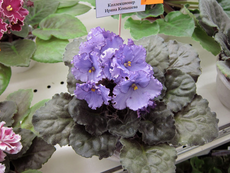 Любимая-Дочка.jpg