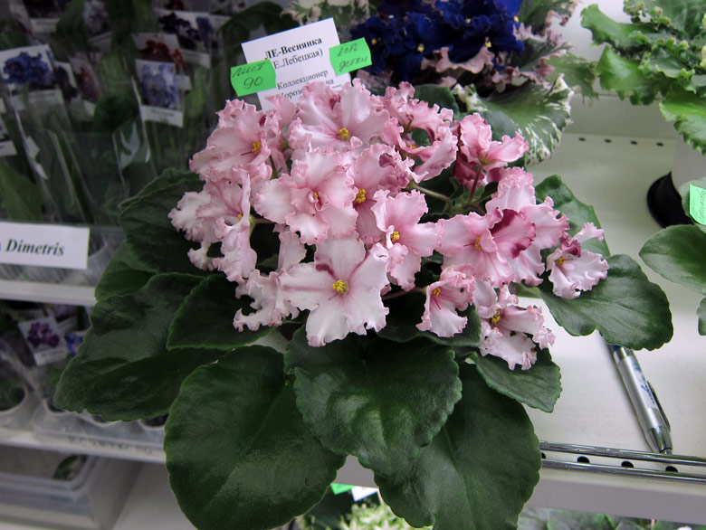 ЛЕ-Веснянка.jpg