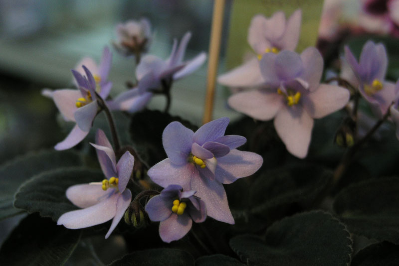 Allegro Chicory Charm