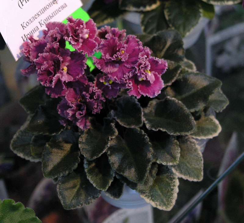 Jolly Frills