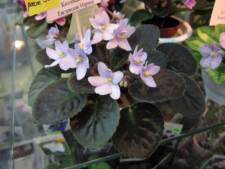 Allegro-Chicory-Charm.jpg