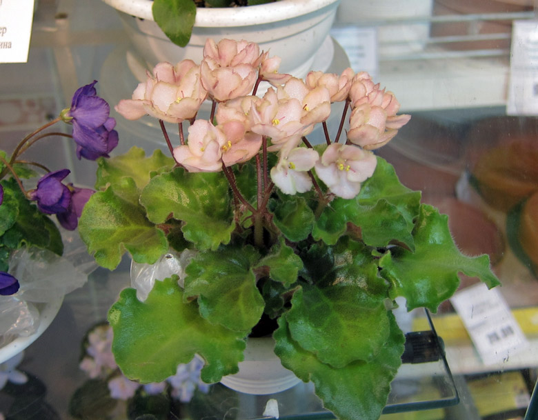 Emerald-Pink.jpg
