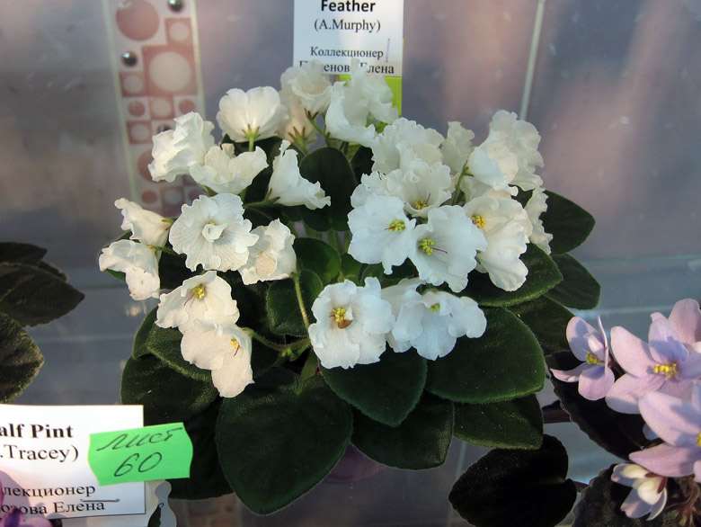 Alan's-Whife-Feather-(П).jpg