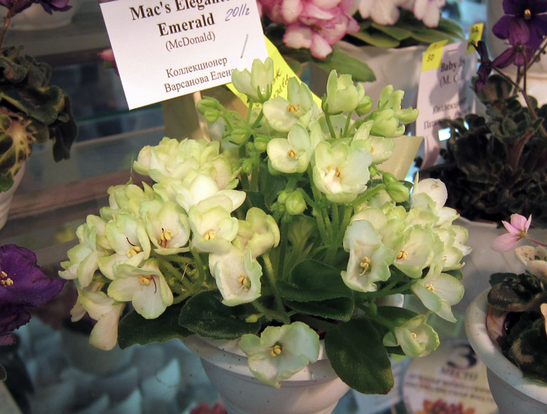 Mac's-Elegante-Emerald.jpg