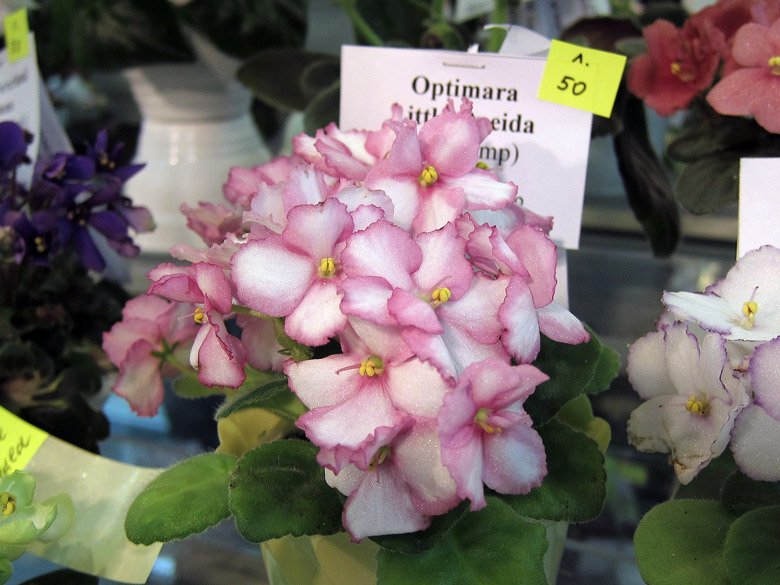 Optimara-Little-Oneida.jpg