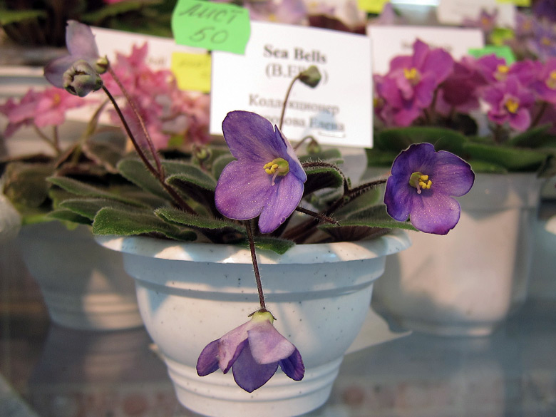 Sea-Bells.jpg