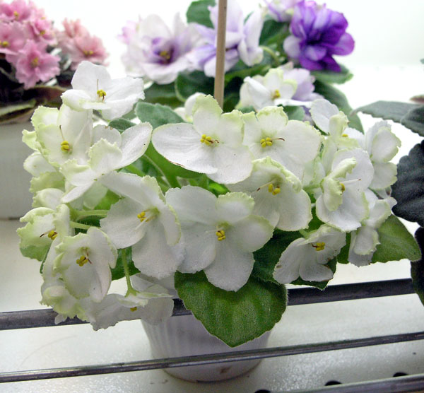 Spring Promise (Lyndon Lyon Greenhouses/P. Sorano), колл. Черепанова
