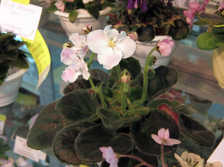 Senk's-Wisper-of-Pink.jpg