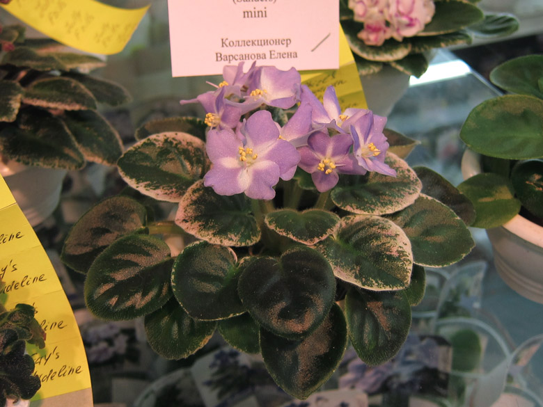 Shirl's-Hawaiian-Lei.jpg