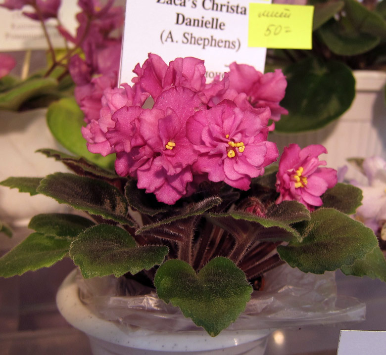 Zaca's-Shrista-Danielle.jpg