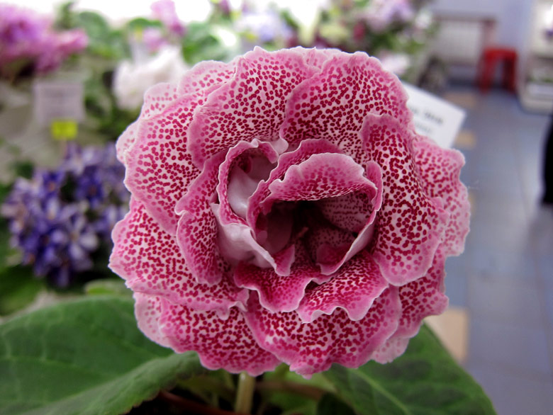 НГ-Жара-2010.jpg