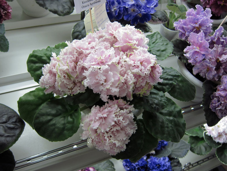 Зима-Улыбается.jpg