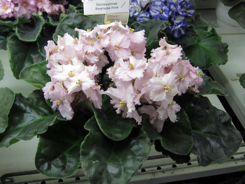 Pink-Jade.jpg
