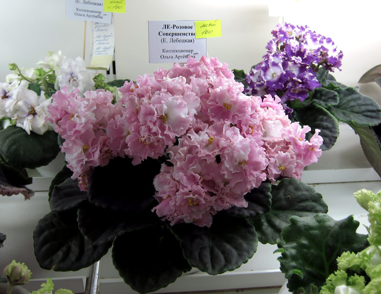 ЛЕ-Розовое-Совершенство-(Ар.jpg