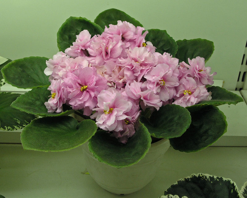 Розовый Закат (Т. Дадоян)