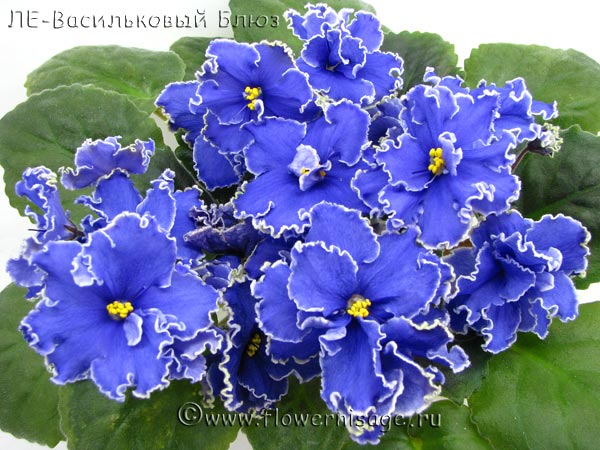 Vasilkoviy Bluz.jpg