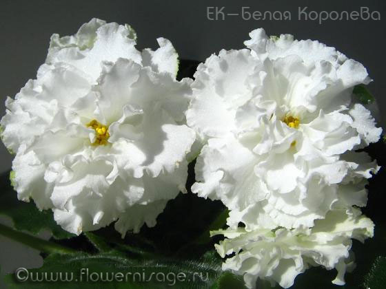 Белая-Королева.jpg