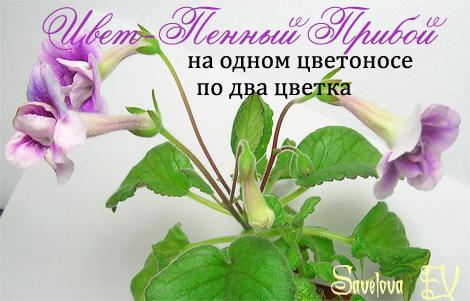Цвет-Пенный-Прибой-(цветоносы)-470pi.jpg