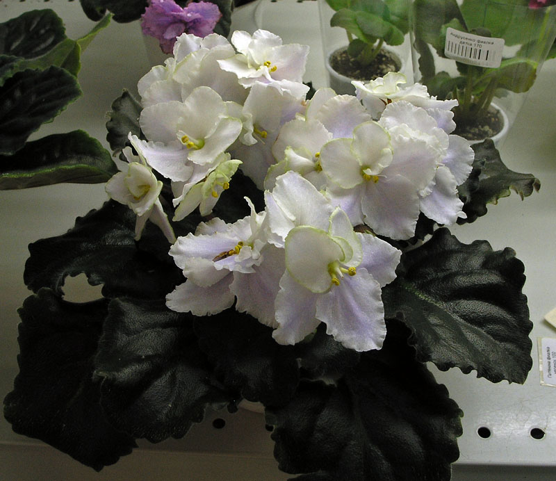 ЛЕ-Подснежник