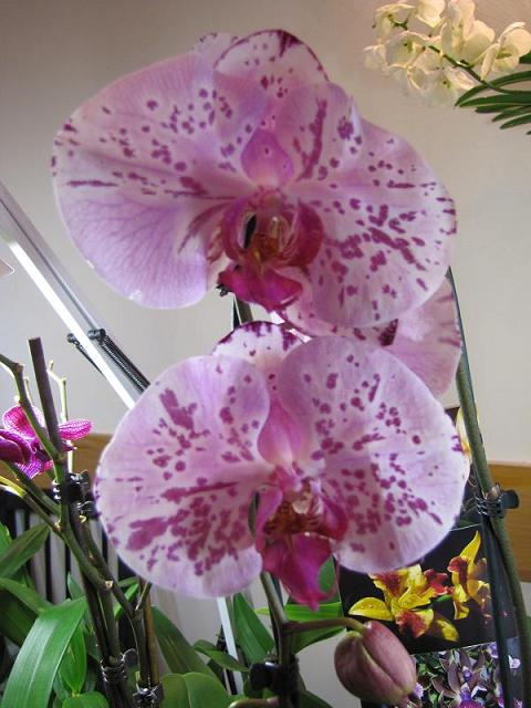 IMG_3750.jpg